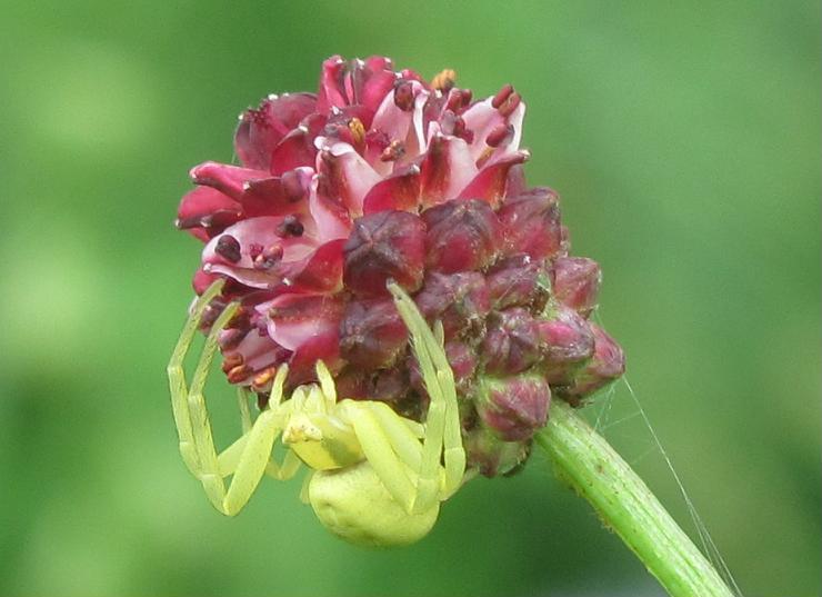 Misumena vatia - Sostegno (BI)